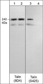 Talin Antibody in Western Blot (WB)