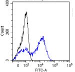 AFP Chimeric Antibody in Flow Cytometry (Flow)