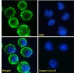 CD37 Chimeric Antibody in Immunocytochemistry (ICC/IF)