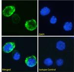 CD7 Chimeric Antibody in Immunocytochemistry (ICC/IF)