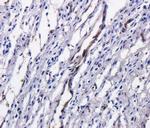 Satumomab Antibody in Immunohistochemistry (PFA fixed) (IHC (PFA))