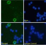 CD32 Chimeric Antibody in Immunocytochemistry (ICC/IF)