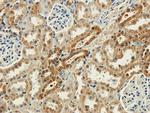 Syntaxin 1 Antibody in Immunohistochemistry (PFA fixed) (IHC (PFA))