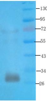 Syntaxin 1 Antibody in Western Blot (WB)