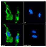 CD44 Antibody in Immunocytochemistry (ICC/IF)