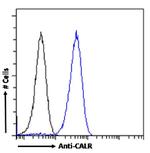 Calreticulin Antibody in Flow Cytometry (Flow)