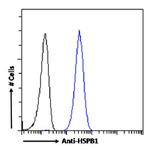 HSP27 Antibody in Flow Cytometry (Flow)