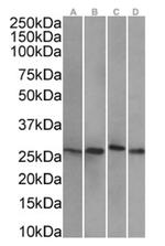 HSP27 Antibody in Western Blot (WB)