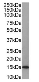 Galectin 1 Antibody in Western Blot (WB)