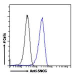 gamma Synuclein Antibody in Flow Cytometry (Flow)