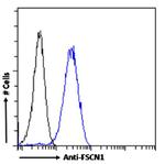 Fascin Antibody in Flow Cytometry (Flow)