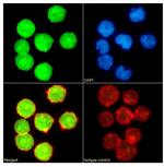 UBC9 Antibody in Immunocytochemistry (ICC/IF)