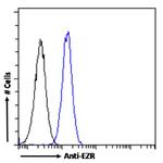 Ezrin Antibody in Flow Cytometry (Flow)