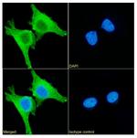 PRDX4 Antibody in Immunocytochemistry (ICC/IF)