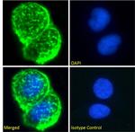 MUC1 Chimeric Antibody in Immunocytochemistry (ICC/IF)