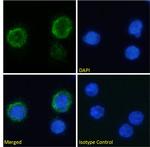 C3a Receptor Chimeric Antibody in Immunocytochemistry (ICC/IF)