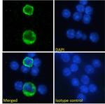 CD357 (AITR/GITR) Chimeric Antibody in Immunocytochemistry (ICC/IF)