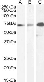 Paxillin Chimeric Antibody in Western Blot (WB)