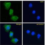 GIPR Chimeric Antibody in Immunocytochemistry (ICC/IF)