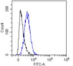 CD55 Chimeric Antibody in Flow Cytometry (Flow)