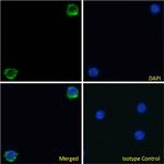 Integrin beta 7 Chimeric Antibody in Immunocytochemistry (ICC/IF)