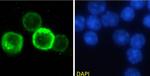 CD27 Chimeric Antibody in Immunocytochemistry (ICC/IF)