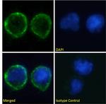 Galiximab Chimeric Antibody in Immunocytochemistry (ICC/IF)