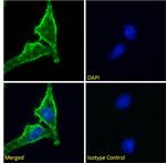 CD98 Antibody in Immunocytochemistry (ICC/IF)