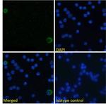 CD275 (B7-H2) Chimeric Antibody in Immunocytochemistry (ICC/IF)