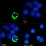 TCR alpha/beta Chimeric Antibody in Immunocytochemistry (ICC/IF)