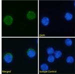 VISTA Chimeric Antibody in Immunocytochemistry (ICC/IF)