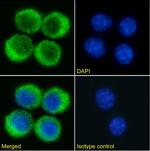 VISTA Chimeric Antibody in Immunocytochemistry (ICC/IF)