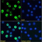 CTLA-4 (CD152) Chimeric Antibody in Immunocytochemistry (ICC/IF)