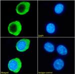 TNFRSF14 (HVEM) Chimeric Antibody in Immunocytochemistry (ICC/IF)