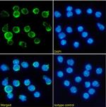 CD137 Chimeric Antibody in Immunocytochemistry (ICC/IF)