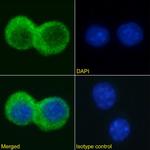 TIMD4 Chimeric Antibody in Immunocytochemistry (ICC/IF)