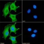 Galectin 9 Chimeric Antibody in Immunocytochemistry (ICC/IF)