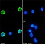 CD4 Chimeric Antibody in Immunocytochemistry (ICC/IF)