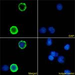 CD18 Chimeric Antibody in Immunocytochemistry (ICC/IF)