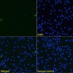 TWEAK Chimeric Antibody in Immunocytochemistry (ICC/IF)