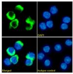 PD-1 (CD279) Chimeric Antibody in Immunocytochemistry (ICC/IF)