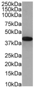 PD-1 (CD279) Chimeric Antibody in Western Blot (WB)