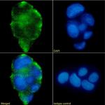 Lewis A/B Chimeric Antibody in Immunocytochemistry (ICC/IF)