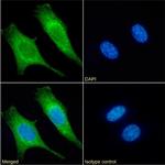 Cytochrome C Chimeric Antibody in Immunocytochemistry (ICC/IF)