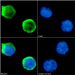 CD1a Chimeric Antibody in Immunocytochemistry (ICC/IF)