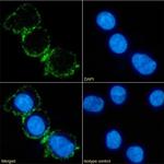 CD37 Chimeric Antibody in Immunocytochemistry (ICC/IF)