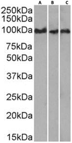 CD43 Chimeric Antibody in Western Blot (WB)