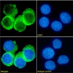 CD74 Chimeric Antibody in Immunocytochemistry (ICC/IF)