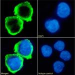 B7-H6 Chimeric Antibody in Immunocytochemistry (ICC/IF)