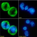 CXCR1 Chimeric Antibody in Immunocytochemistry (ICC/IF)